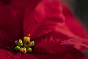 Mirage Red (Syngenta Flowers)