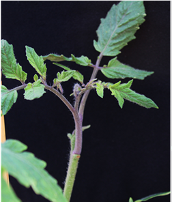 “Shown here is a red tomato shoot grown from a green stem of tomato plants. Alfred Huo, an assistant professor of horticultural sciences at the UF/IFAS Mid-Florida Research and Education Center, led a new study that shows a way to use plant development regulators to get DNA into tissued plant cultures.”