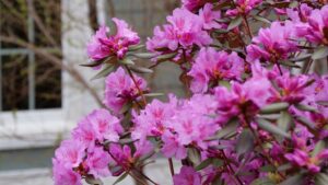 Rhododendron Black Hat (Spring Meadow, Proven Winners ColorChoice Shrubs)