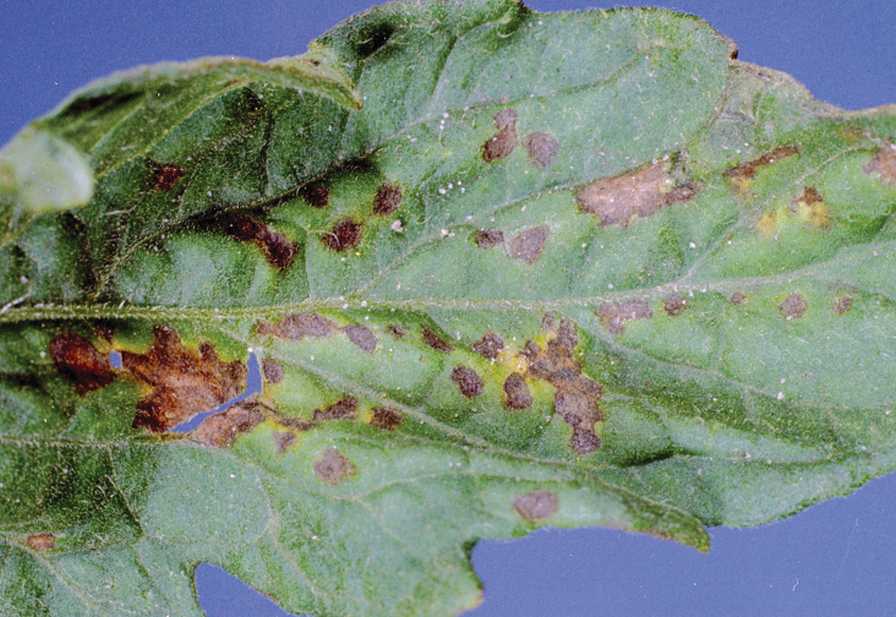 symptoms of bacterial leaf spot of tomato