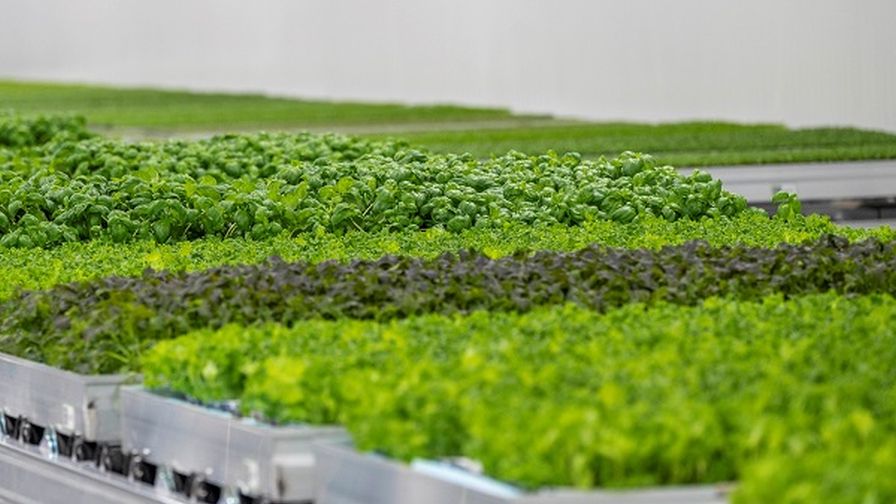 Bowery Farming Bethlehem Farm Katie Seawell