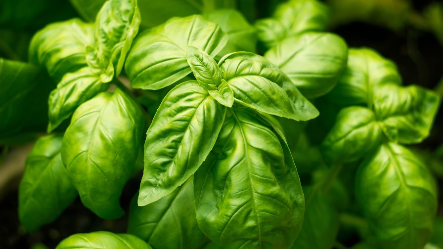 Organic Basil Plugs culinary herb