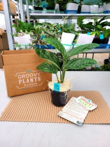 Packaging at Groovy Plants Ranch