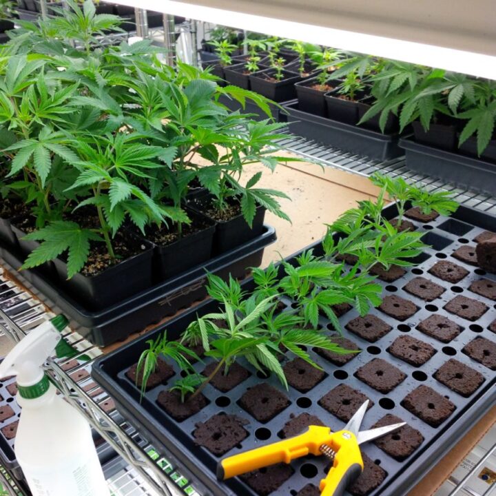 Five Questions to Ask Before Buying Cannabis Cuttings From a Young ...