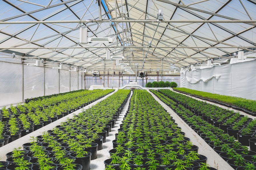 Cannabis greenhouse Adobe Stock cannabis production
