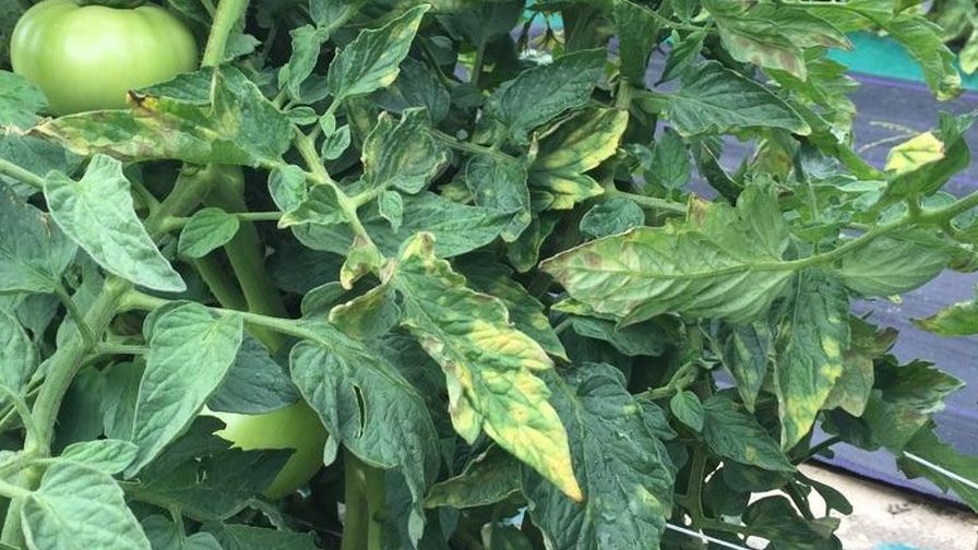 Leaf Mold in Tomatoes Rutgers University