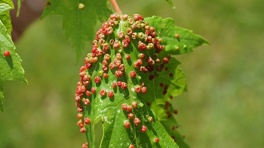Maple Bladder Gall Tree from Eriophyid Mites