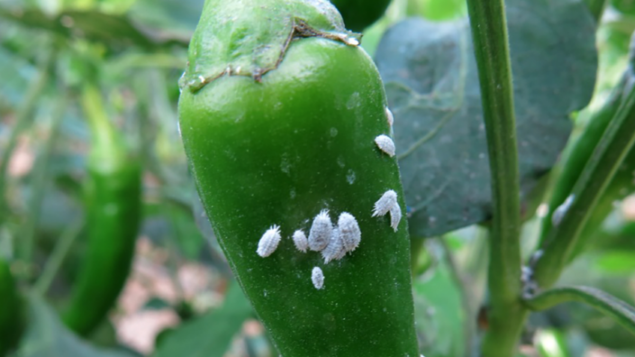 Monitor for Mealybug in the Greenhouse With These Tips - Greenhouse ...