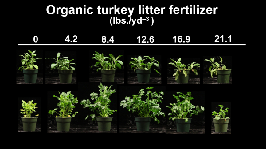 Organic Turkey Litter in Herbs