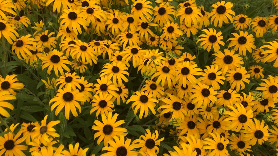 Rudbeckia Gold Rush Perennial Plant Association Plant of the Year