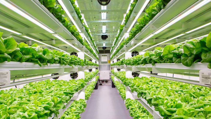AmplifiedAg Lettuce Sustainability Impact Update