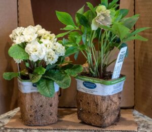 Bluestone Perennials Eco Packaging Plants