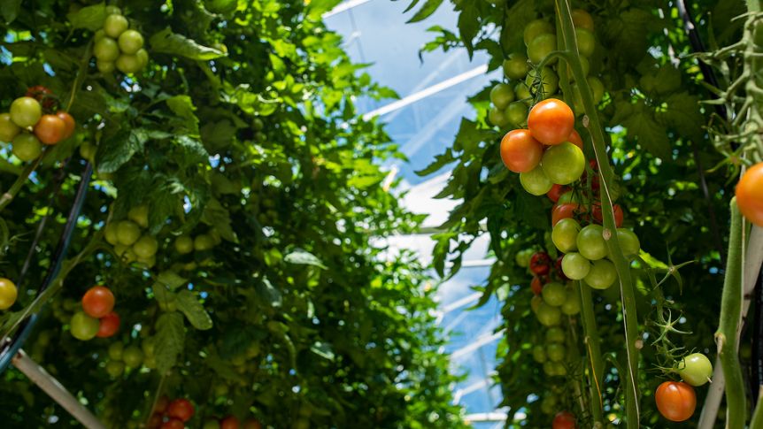 Tomato Greenhouse Blue Radix vegetable production
