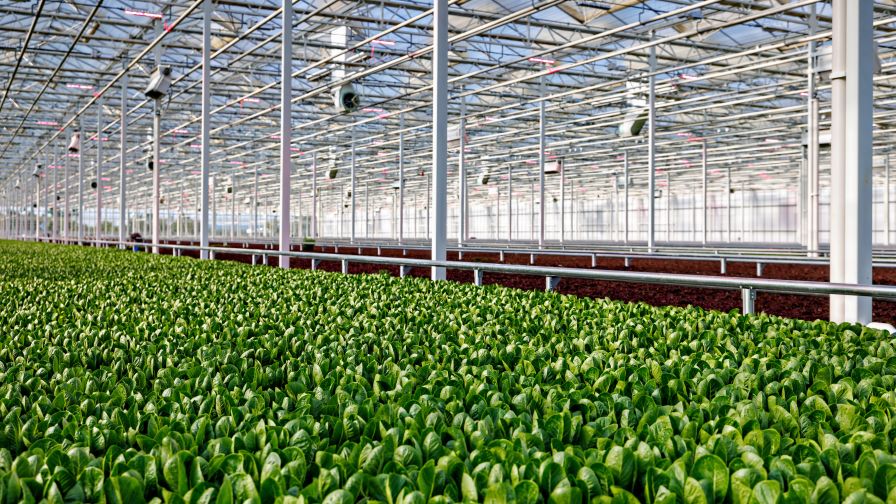 AppHarvest New Salad Greens Facility