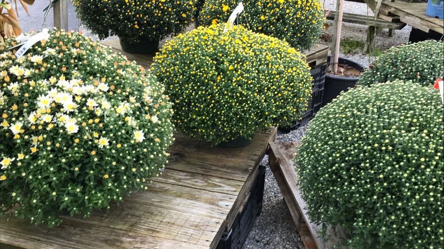 Mums at Constantines With PittMoss peat alternatives