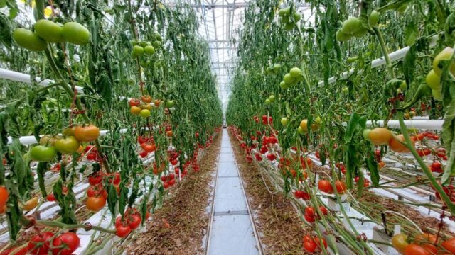 Vineland Goes All In on Tomato Brown Rugose Fruit Virus Prevention ...