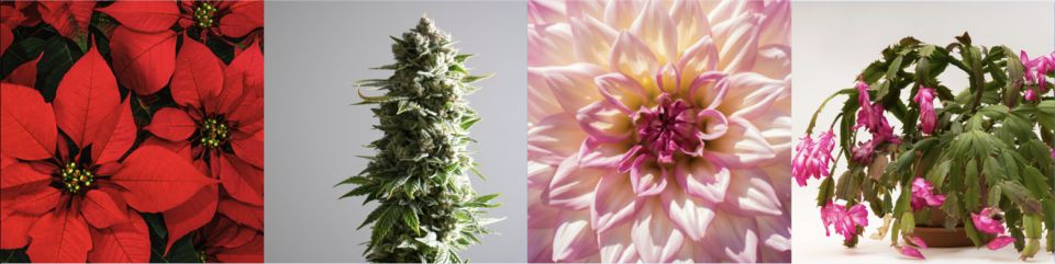 Common short-day plants Poinsettia, Cannabis, Chrysanthemum, Christmas Cactus