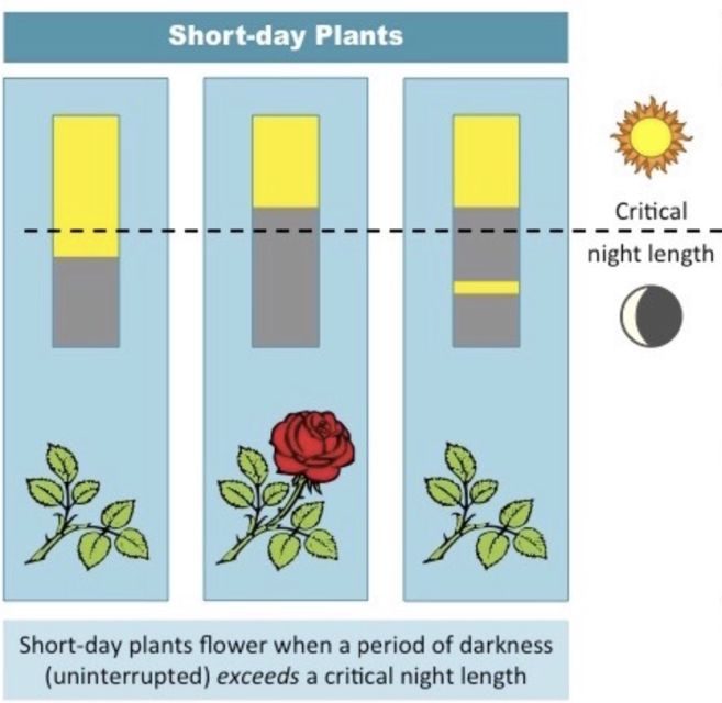 Effect of night length on short day plants