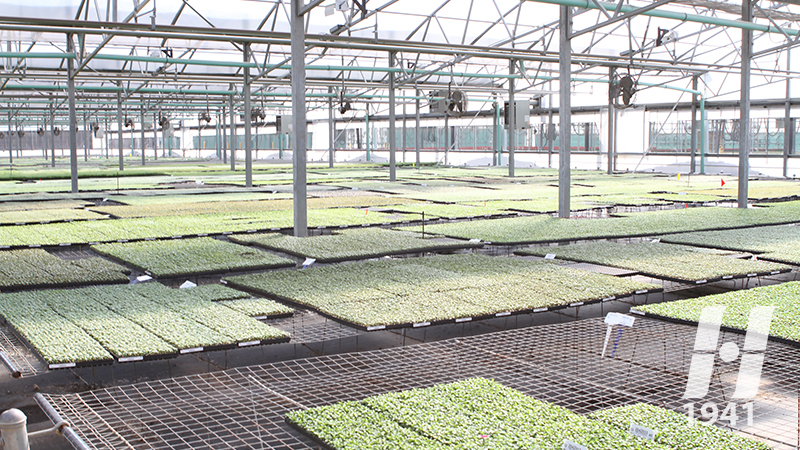 Greenhouses contend with the climate to keep plants growing