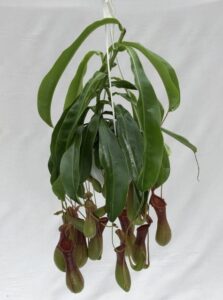6 nepenthes alata DeRoose Plants