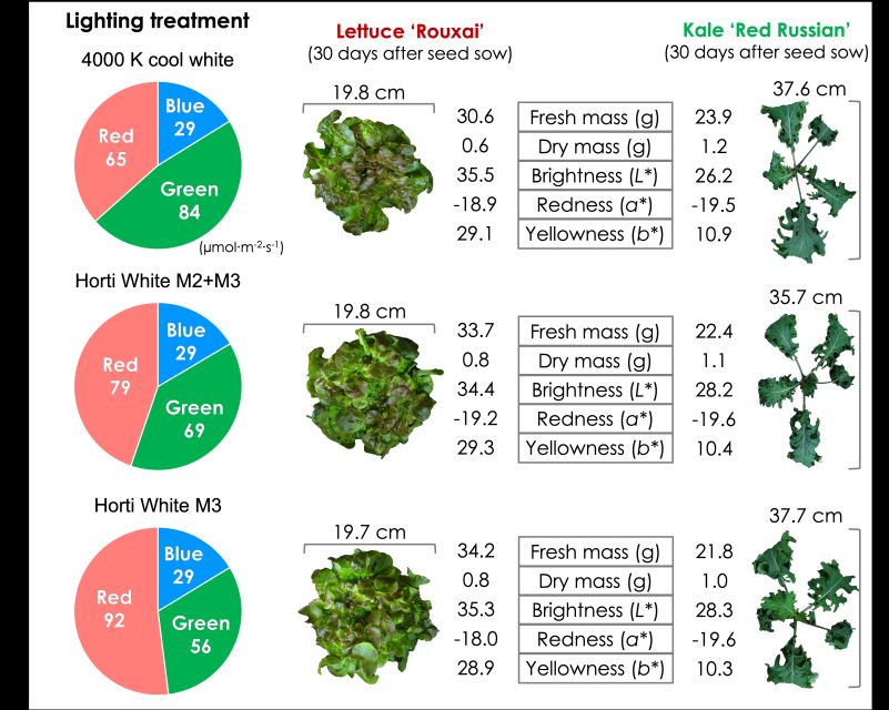 Figure 2 light treatments on lettuce