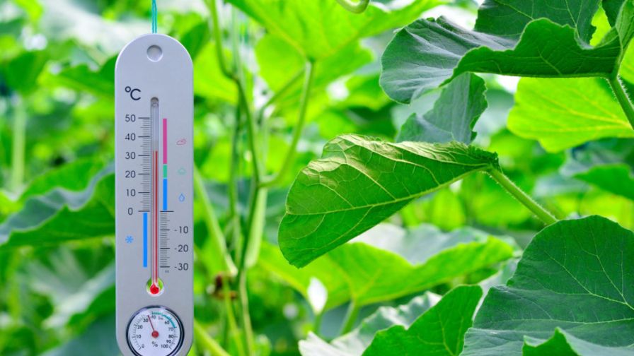 Mercury Thermometer at Vegetable Greenhouse temperature control