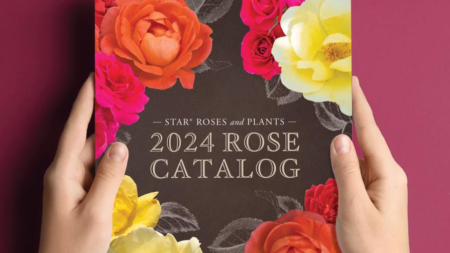 2024 Rose catalog from Star Roses and Plants