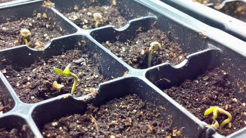 10 Steps to Growing Sensational Cannabis Seedlings - Greenhouse Grower