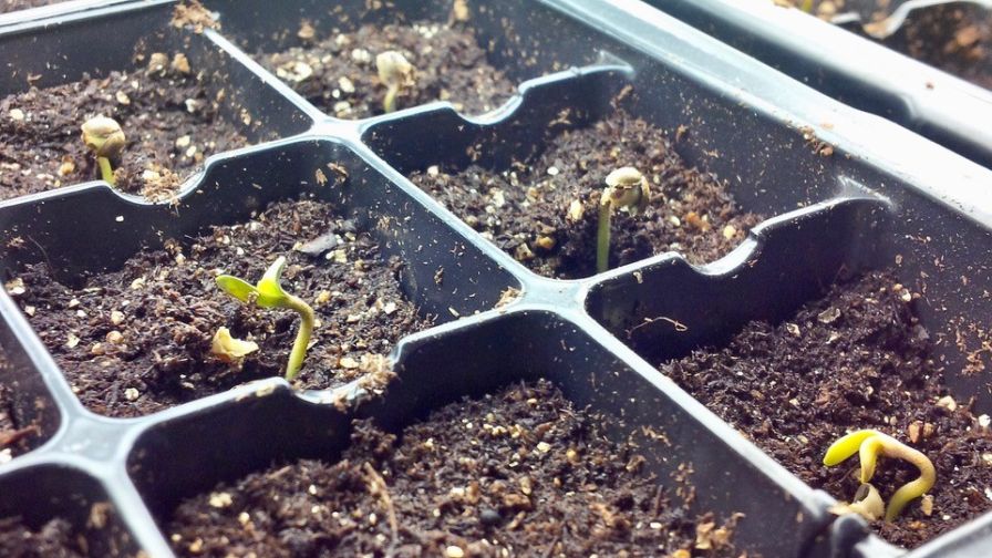 Ryan Douglas Cannabis Seedlings