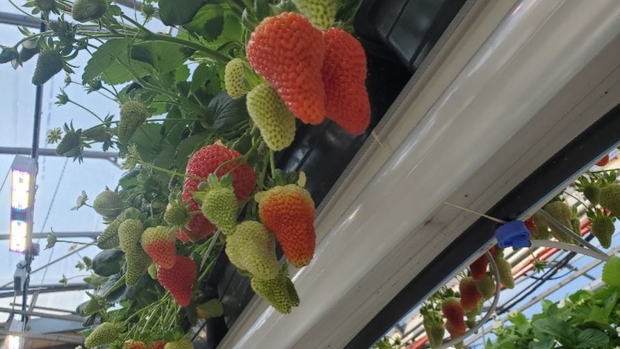 Sollum LEDs Strawberries