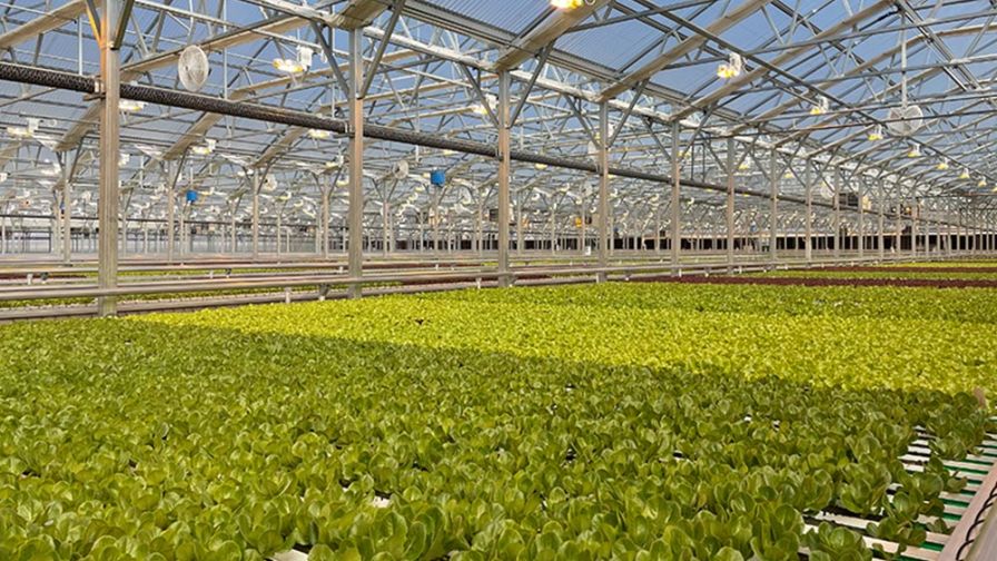 Spring-Born lettuce Backyard Farms