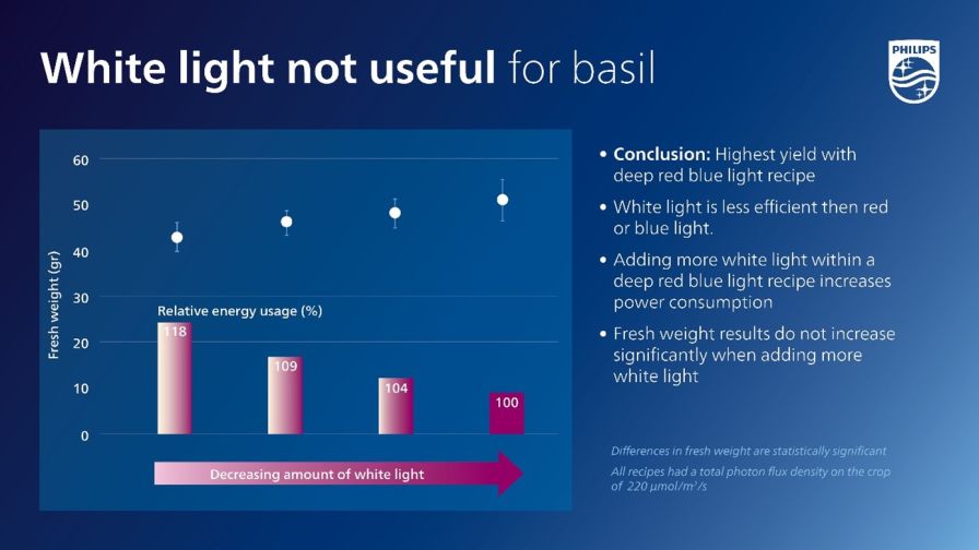 White Light in Basil