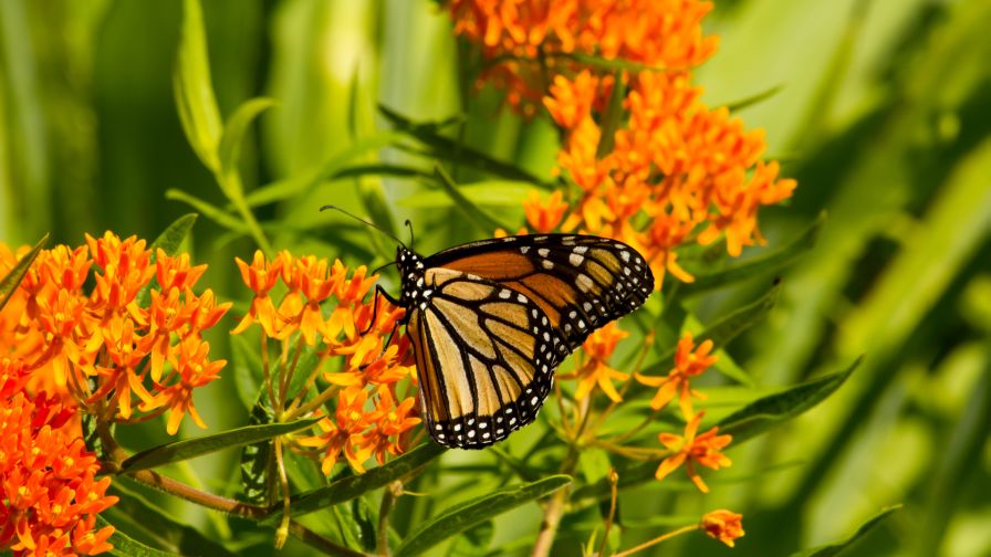 Asclepias tuberosa (Butterfly Weed) native prairie plants