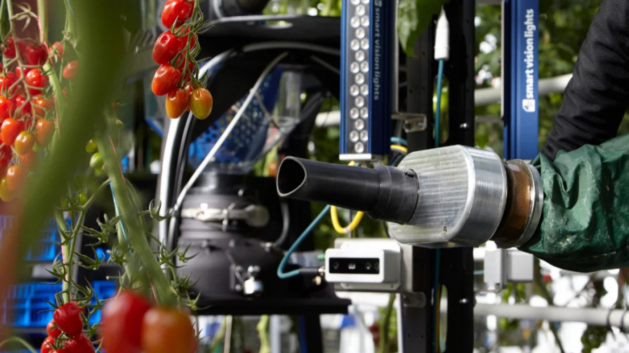 Syngenta Robotic Tomato Harvester