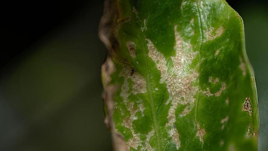 Thrips parvispinus Pepper-leaf-damage-closeup