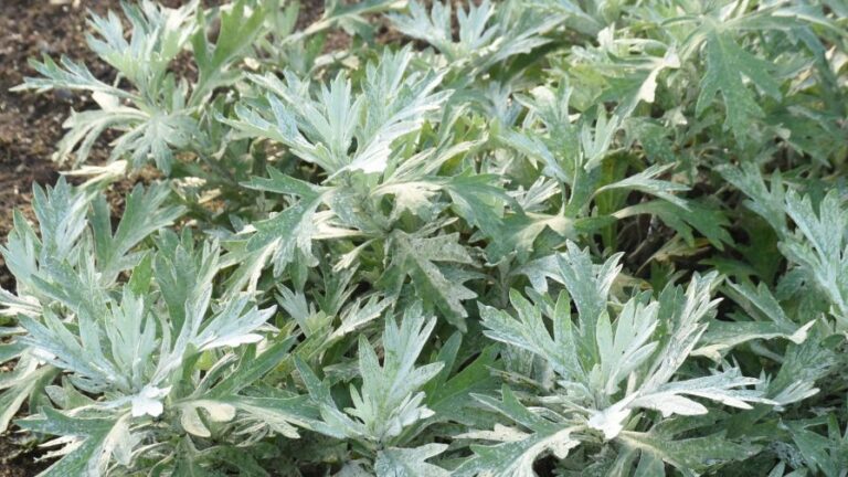 Proven Winners Introduces Its New Varieties For 2024 Greenhouse Grower   Artemisia Silver Lining Proven Winners 768x432 