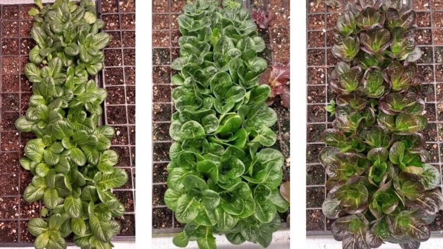 Chef's Garden Sollum Dynamic LED in Lettuce