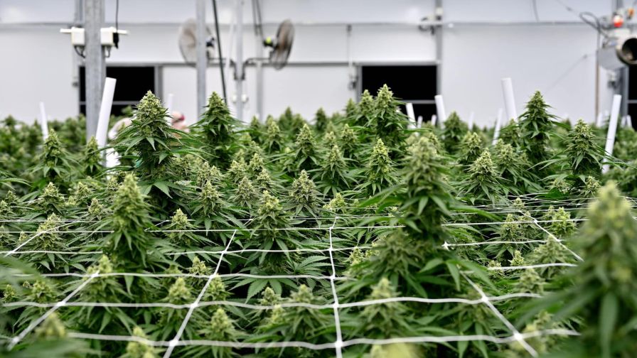 Fluence Cannabis Greenhouse