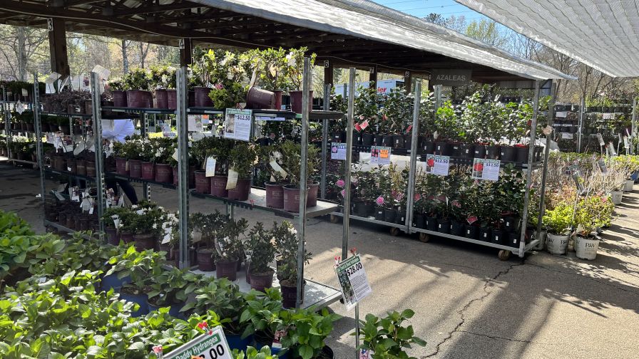 Growers Outlet ornamental plants