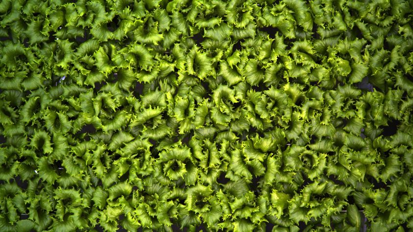 IUNU Intelligent Setpoint Control for LUNA AI Digital imaging of hydroponic lettuce