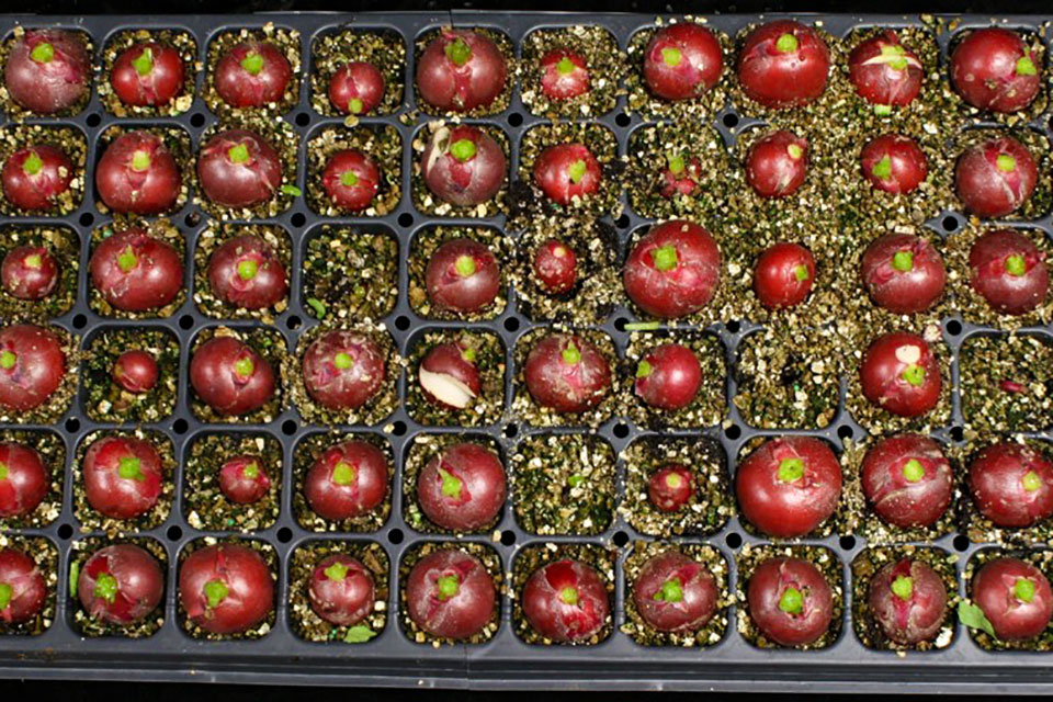 72-cell tray of spring radishes