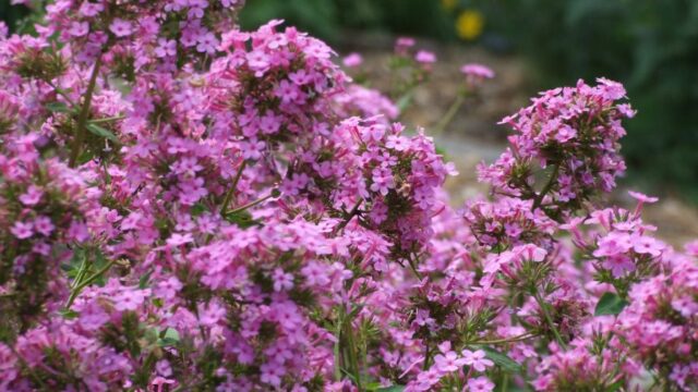 What Is The 2024 Perennial Plant Of The Year Greenhouse Grower   Perennial Plant Of The Year Phlox Paniculata Jeana 640x360 