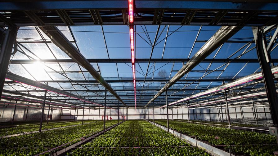 Philips-LED-Horticulture-Grow-Lights RII LED incentive programs