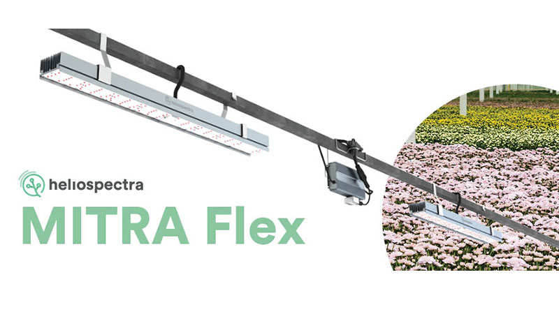 Mitra Flex
