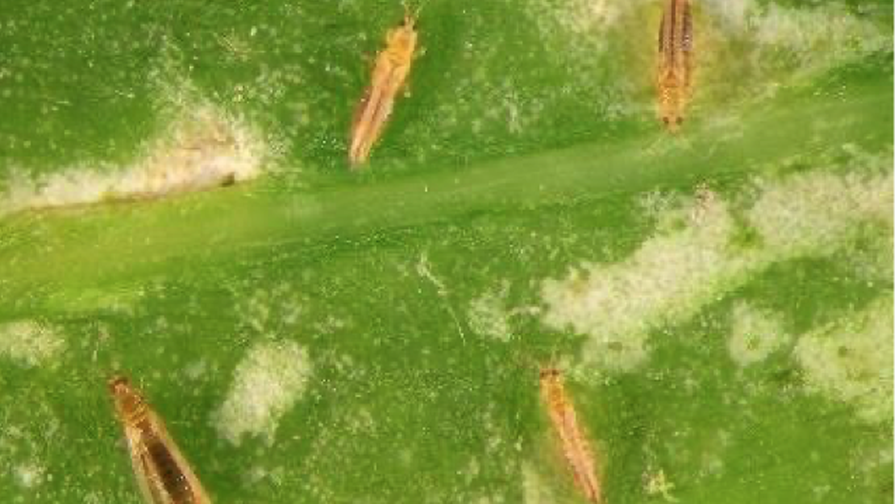 AFE Thrips and Botrytis