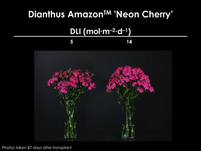 Dianthus Amazon Neon Cherry seedlings