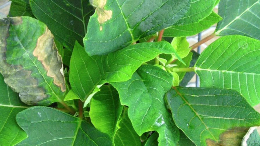 Leaf curl in poinsettias leaf abnormalities