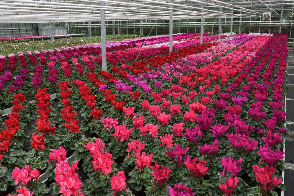 ‘Leopardo’ from Schoneveld is a large, heat-tolerant cyclamen with large flowers and strong stems. Photos: Schoneveld