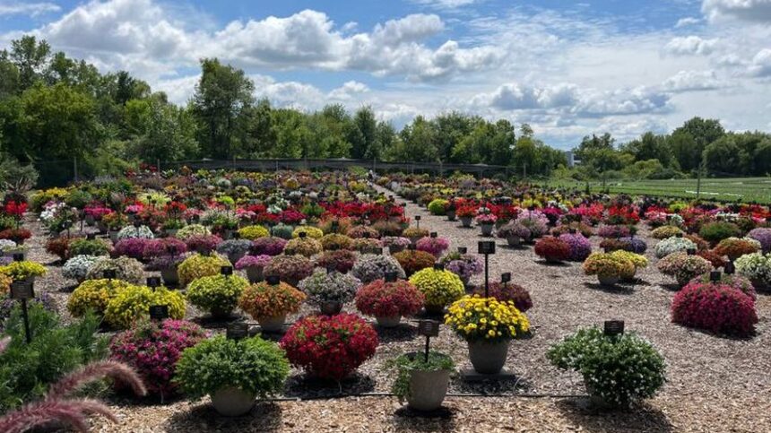 Michigan State Plant Experts Pick Their Favorites From Trials Across   Michigan GardenTour 2023 MSU Favorites Feature 860x483 