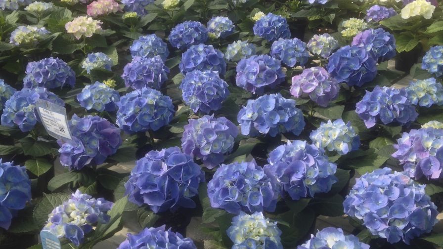 Hydrangea Topaz Sky (Syngenta Flowers) hydrangea production